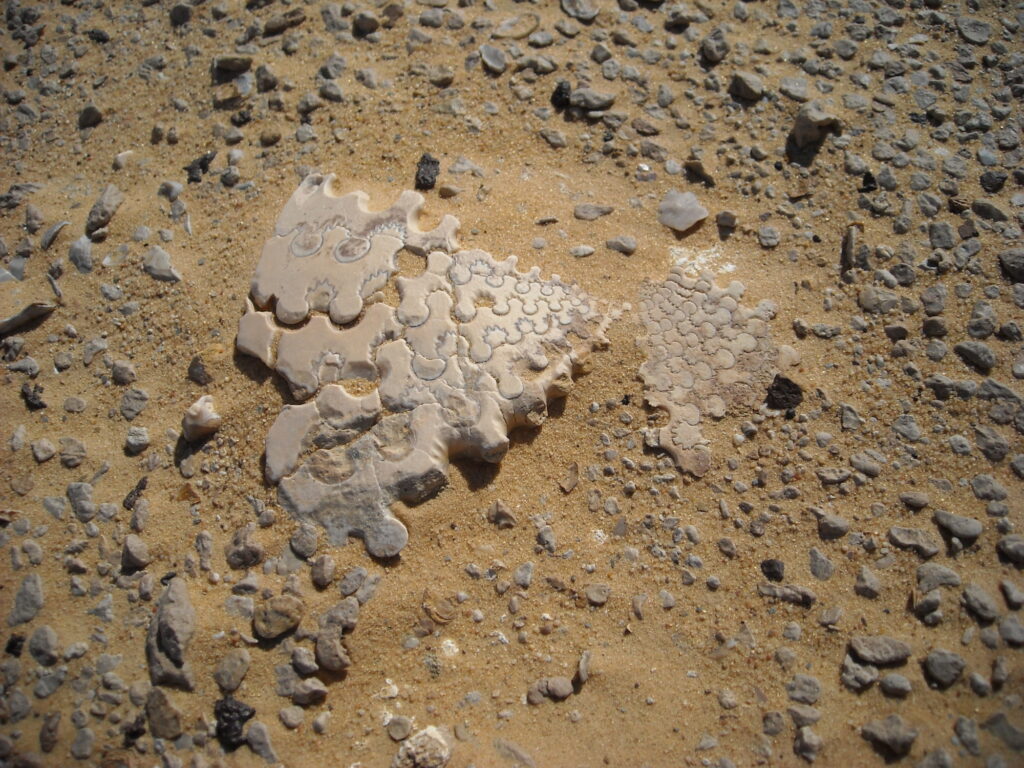 Hunt for fossils