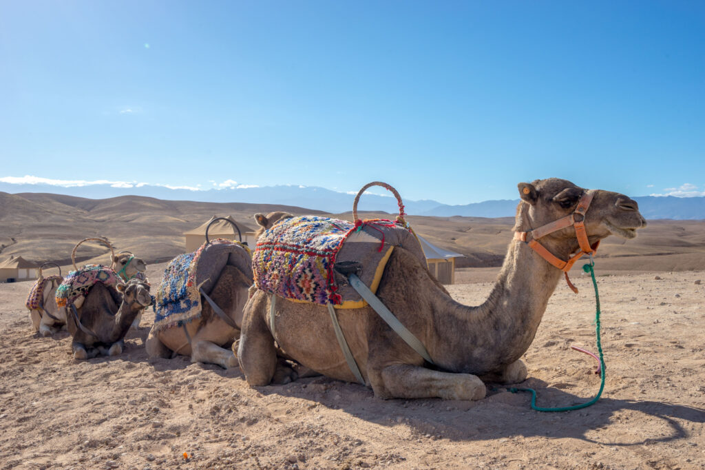 Camel rides can be uncomfortable